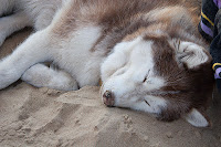 husky in loutra killinis husky in loutra killinis