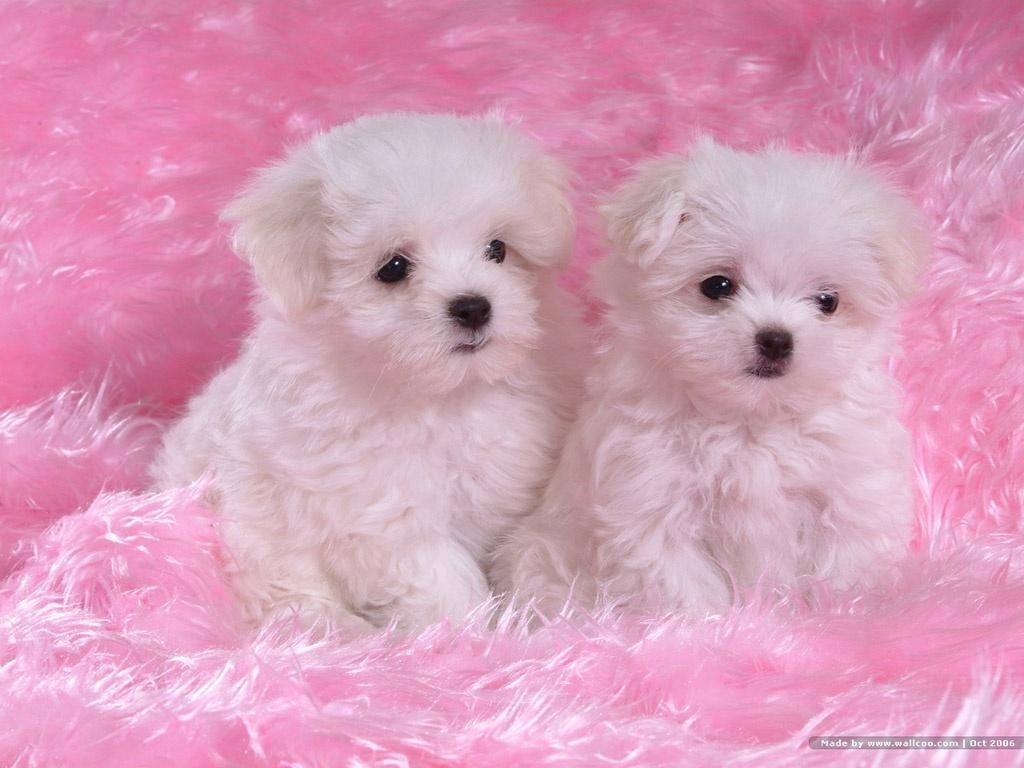 Imagenes tiernas de perritos | Imagenes Tiernas | Fotos