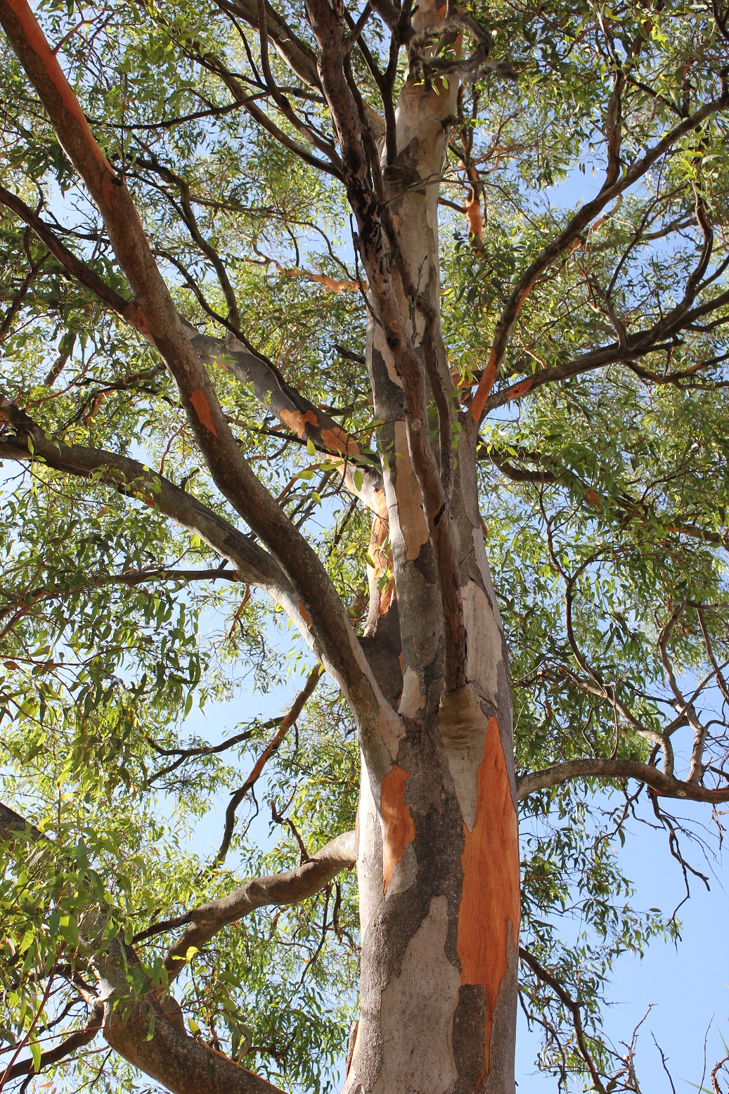 Brisbane Backyard Naturalist Gum trees at my place Eucalyptus major