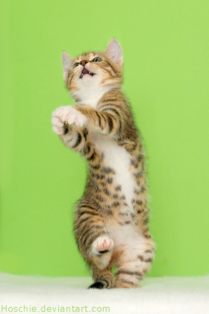 92 Gambar Gambar Kucing Untuk Wallpaper Hp Terbaik 92 Gambar Gambar Kucing Untuk Wallpaper Hp Terbaik