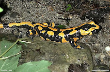 Salamandra