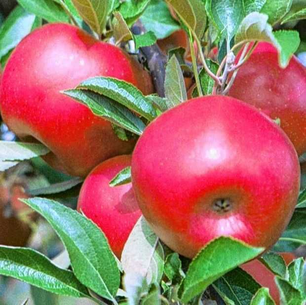 Empire State Farming New York Its Newest Apples SnapDragon and RubyFrost