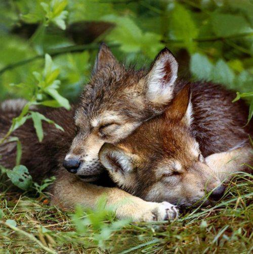 wolf+cubs+napping.jpg
