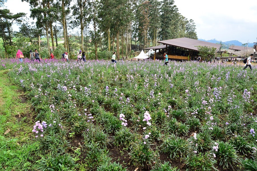 Traveller : Dusun Bambu Yuhu - Freedom Writer