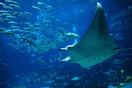 The manta ray is a solitary animal and is also a graceful swimmer