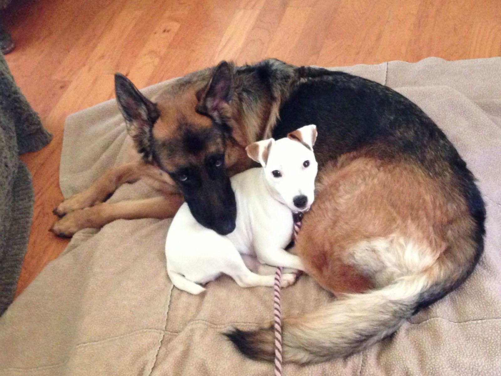 Indigo & Lily - best dog buddies - Bella Bella Vita