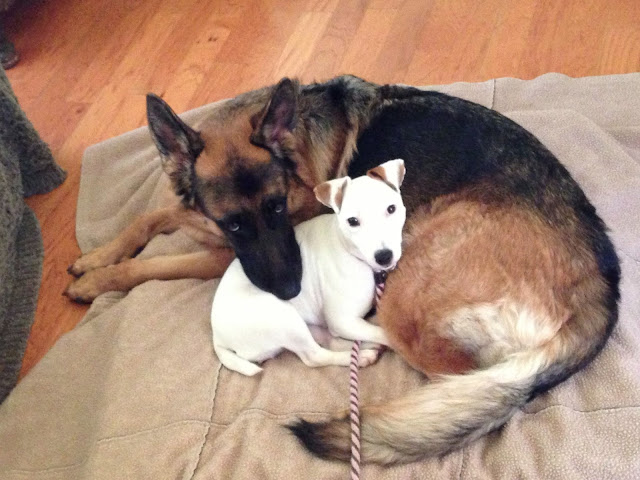 dogs as best friends