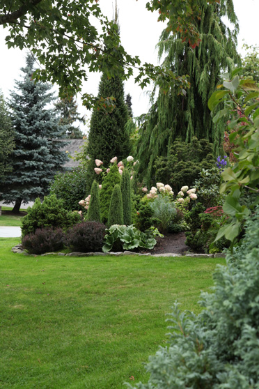 Limelight Hydrangeas In Bloom