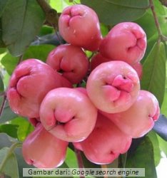 Pertanian Budidaya Tanaman Buah Jambu Air