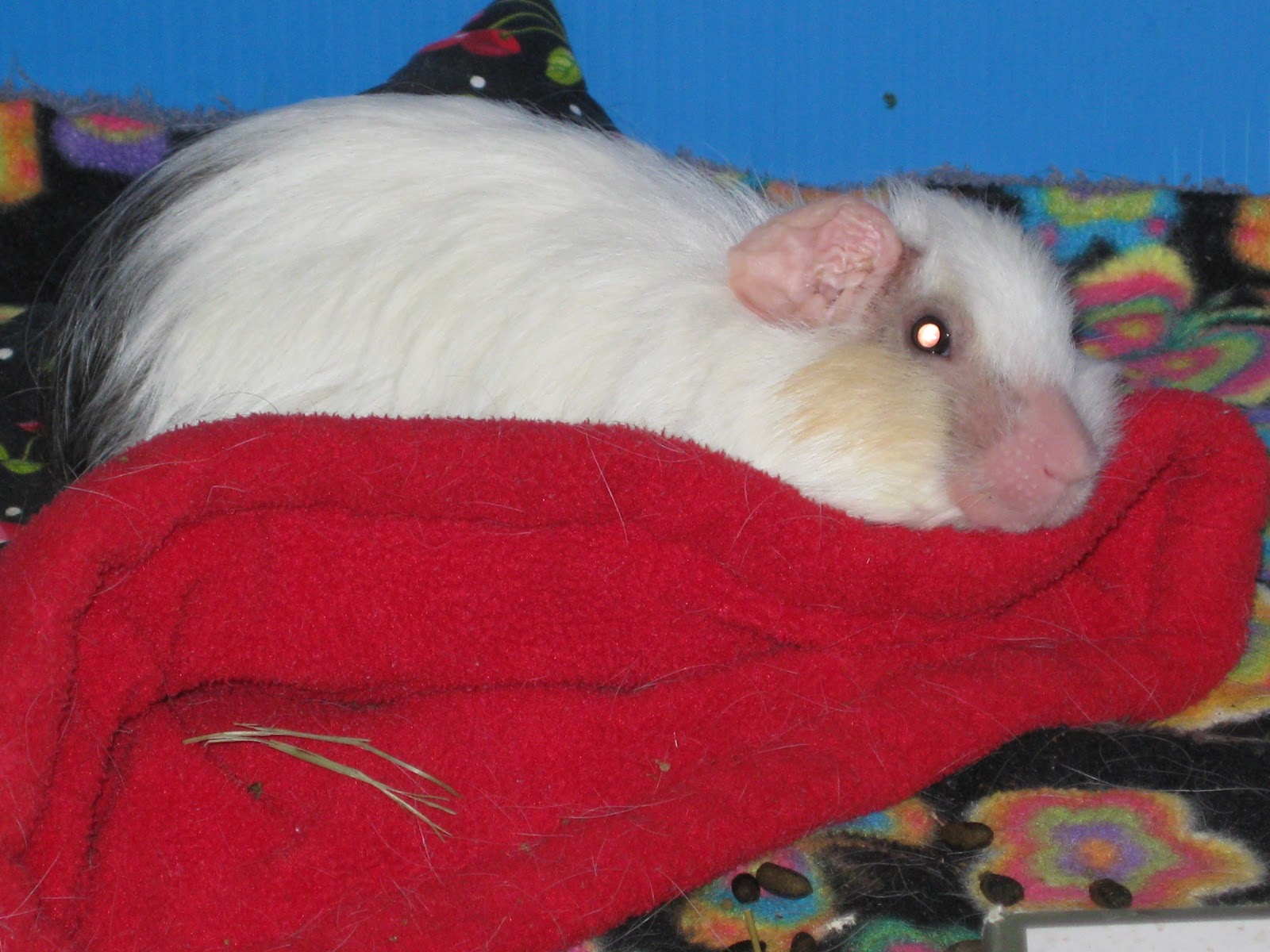 guinea pig chair