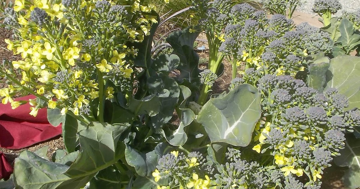 Gardening Turned Up to Eleven Flowering Broccoli