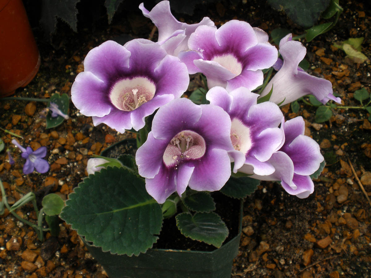 Flower Homes Gloxinia Flowers
