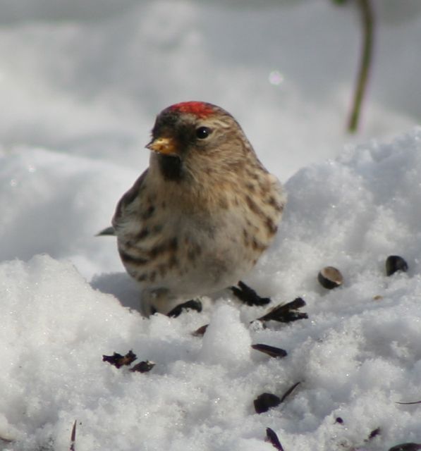 cottage country reflections house sparrows an invasive cottage country reflections house sparrows an invasive