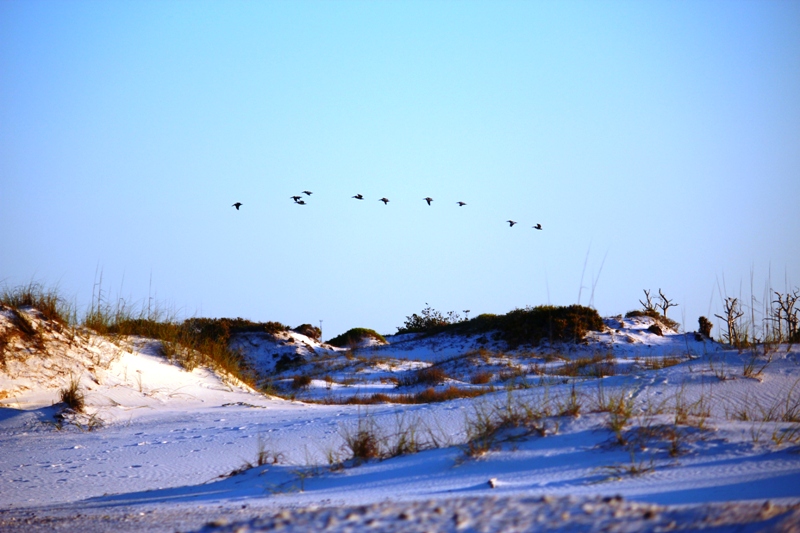 Get involved Pensacola! Spring 5K Walks & Runs.