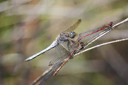 LARGE-RED-DAMSELFLY - HIGHER HYDE HEATH