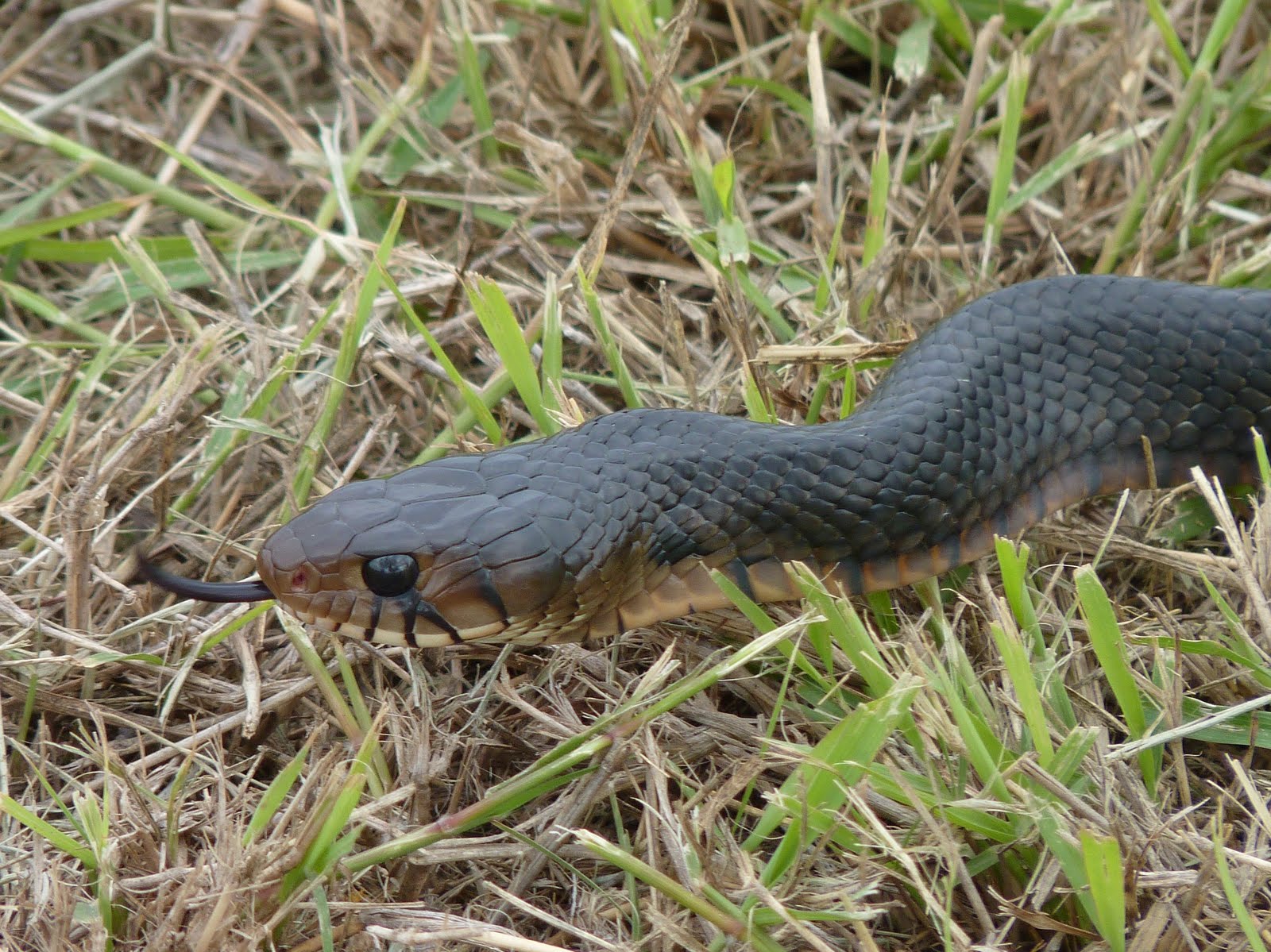blue indigo snake blue indigo snake