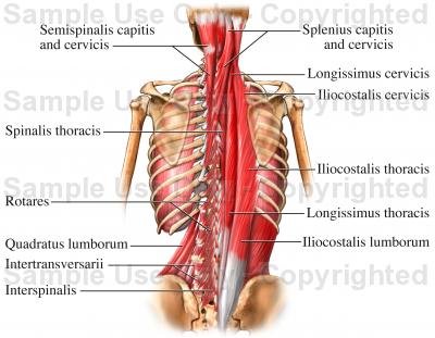 Back Neck Muscles