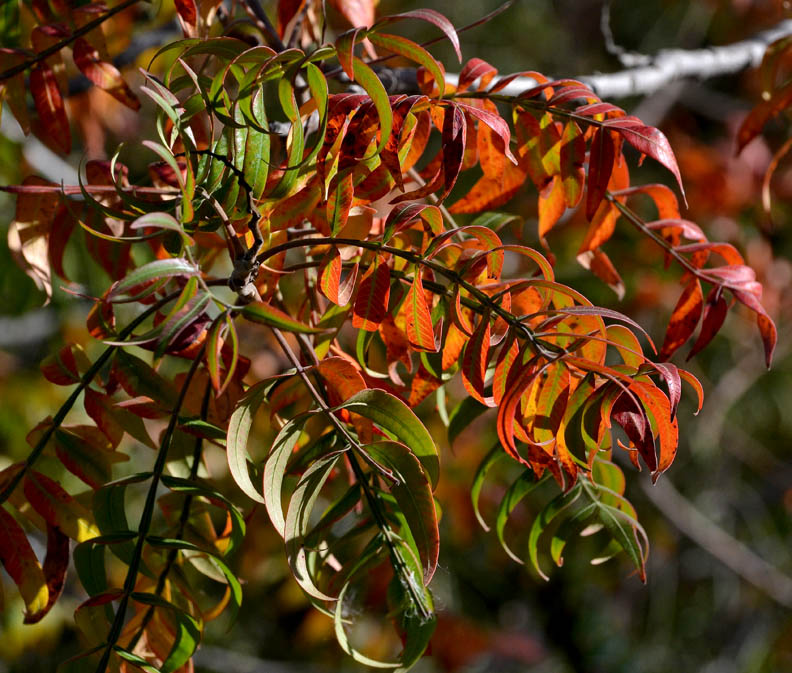 While On A Walk When Flameleaf Sumac Begin to "Flame"