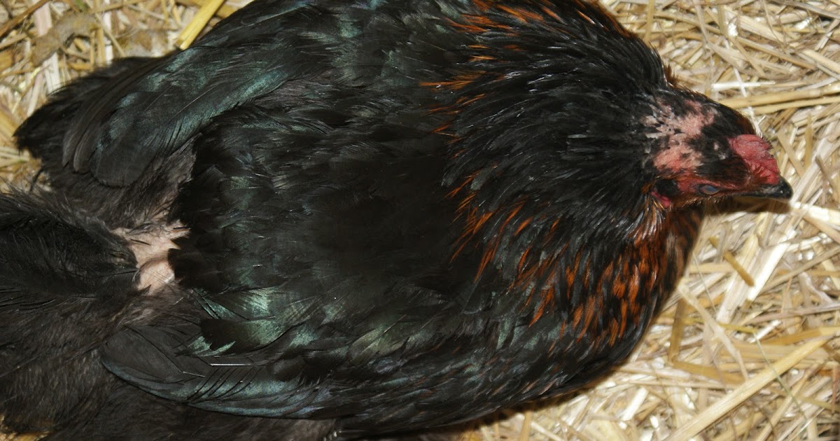 Off the Grid at 30 Fox in the Hen House!