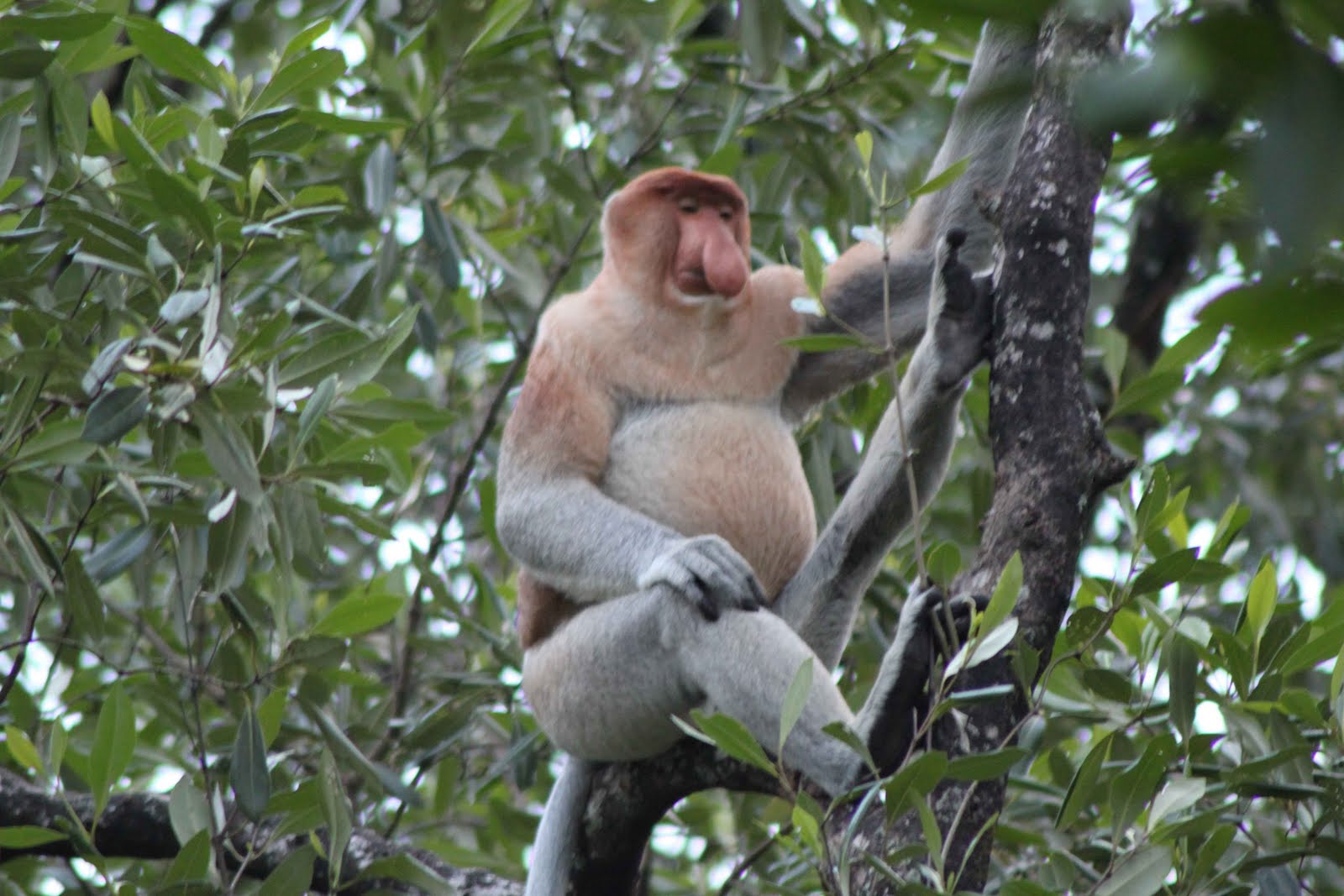 realita koplo rock & roll: Hutan Mangrove Di TARAKAN