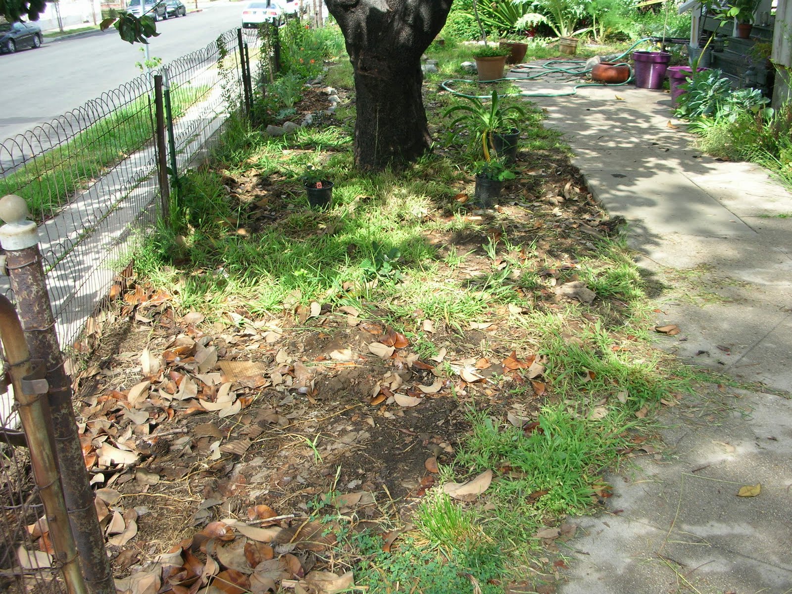 elgin eco house under the magnolia tree