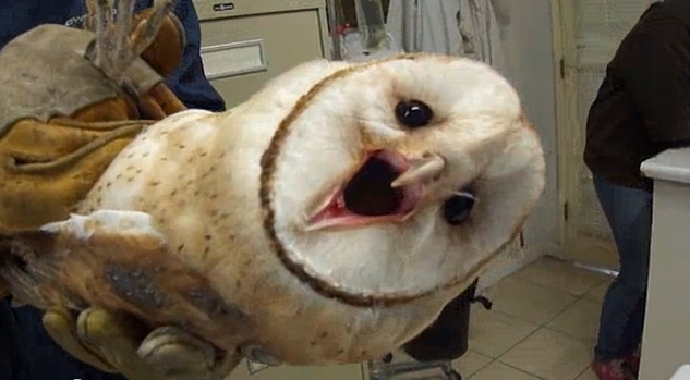 White Wolf What Does A Barn Owl Sound Like Video