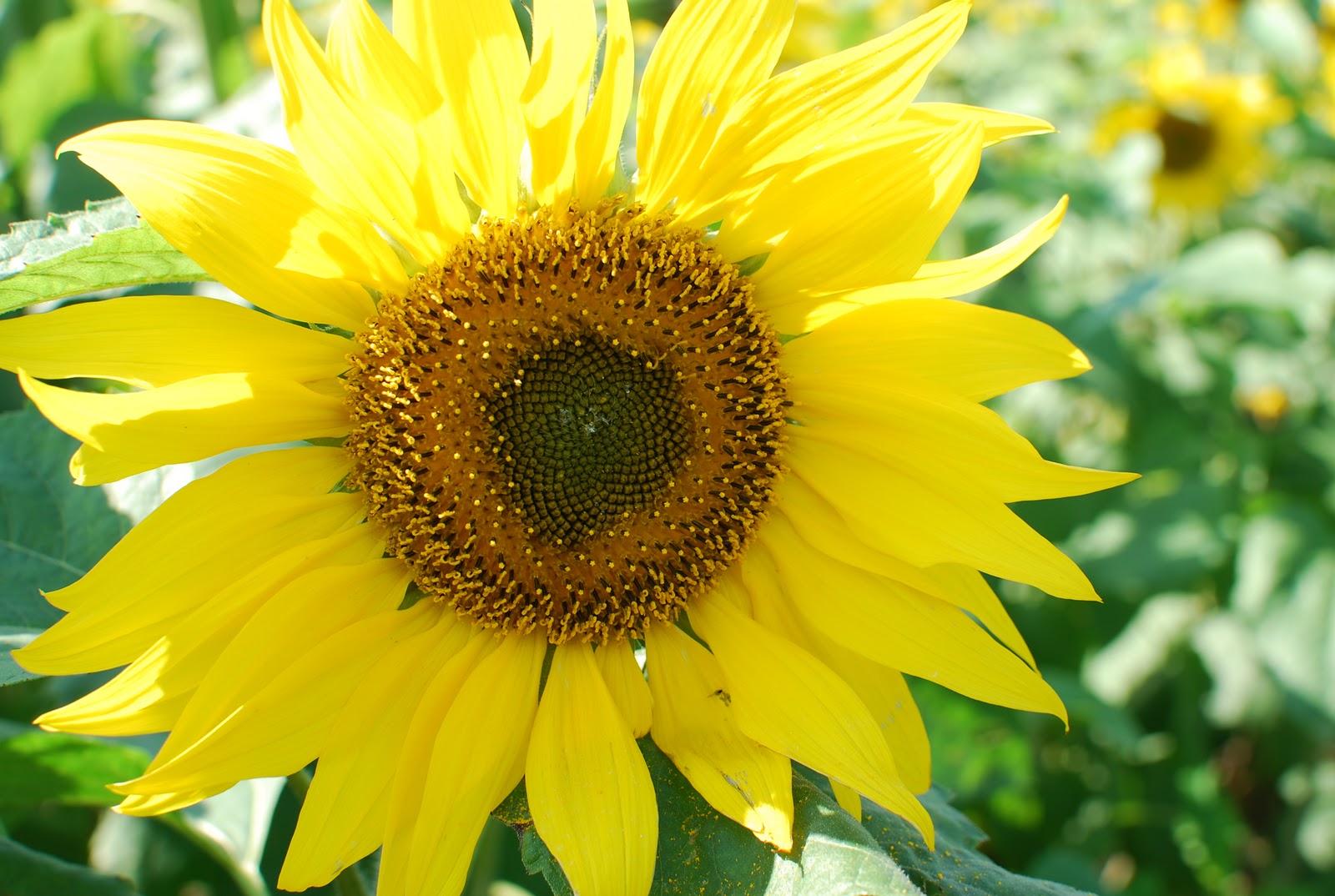 Sunflowers Japan at Marta Klimek blog