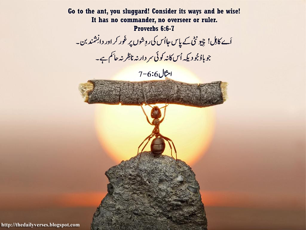 daily bible verses proverbs