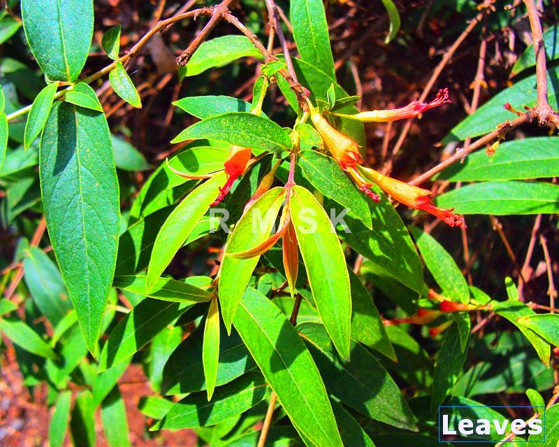 Herbal plants Sri Lanka Malitha/woodfordia fruticosa