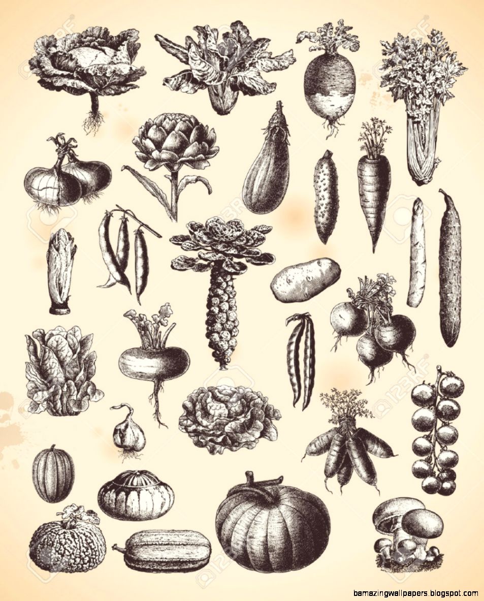 Large Collection Of Vintage Vegetable Illustrations Royalty Free Large Collection Of Vintage Vegetable Illustrations Royalty Free