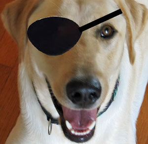 dog eye patches