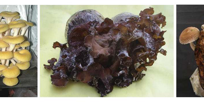 BUDIDAYA JAMUR KAYU, JAMUR TIRAM, JAMUR KUPING DAN SHIITAKE - TANAM SAYURAN