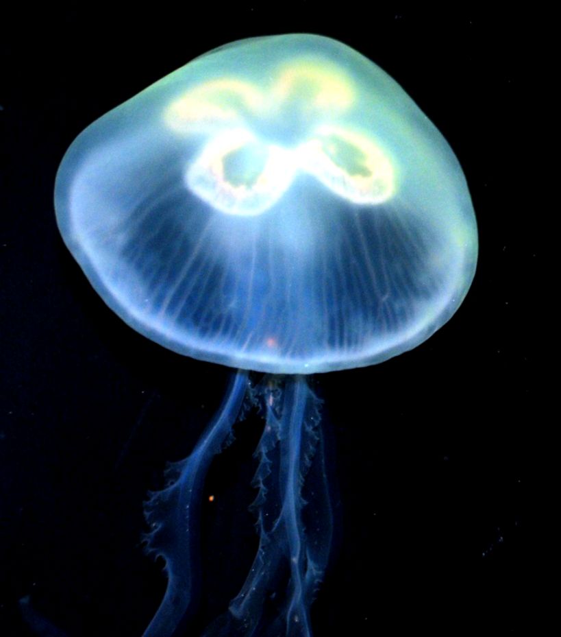 Page 2 For Query Moon Jellyfish Images Page 2 For Query Moon Jellyfish Images