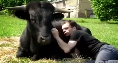 Viral Cow Video