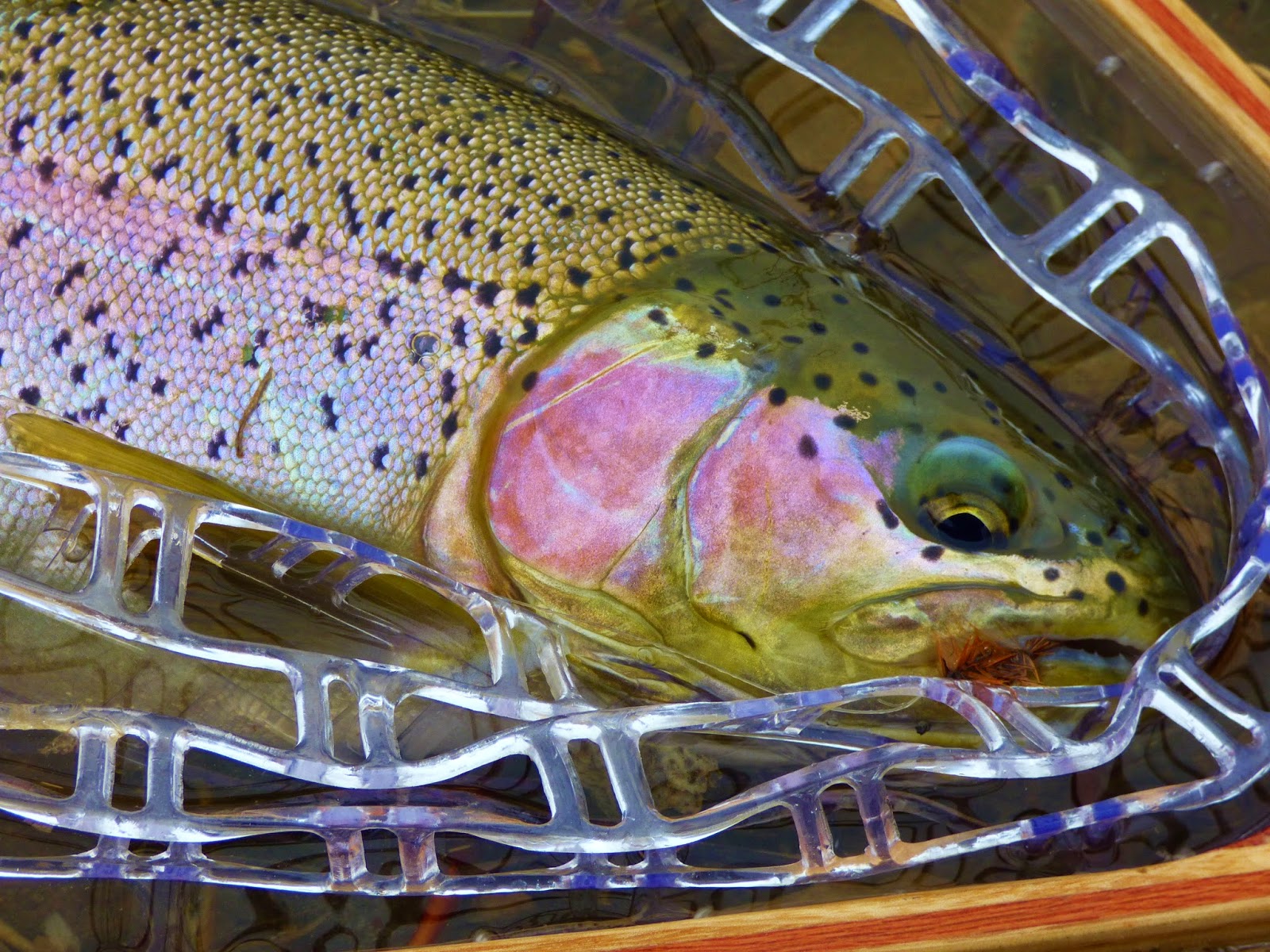The Quiet Fly Fisher Southern Utah Fly Fishing Guide Service