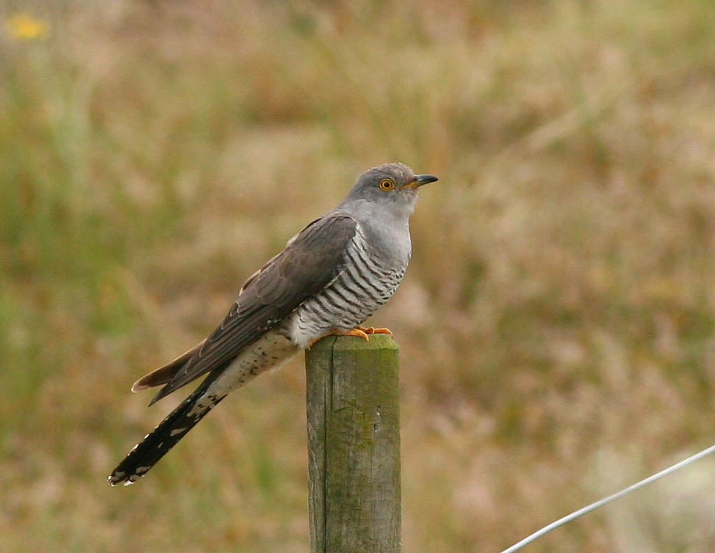 Norfolk Coast with the National Trust: 14th of July: A Tale of Two Cuckoos