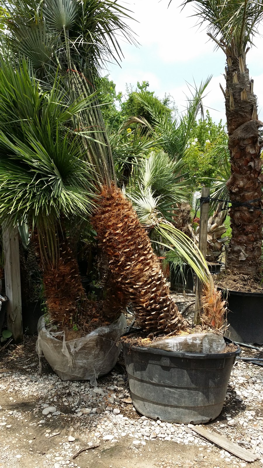 Cold Hardy Palm Trees in Houston Truck Load of Mediterranean Fan