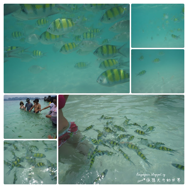 feeding fish in krabi