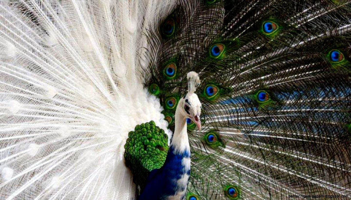 White Peacock HD Wallpapers Pictures White Peacock HD Wallpapers Pictures