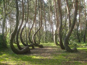 Hutan Bengkok