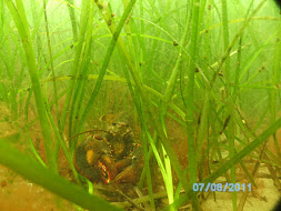 Lobster in eelgrass, Manchester, MA