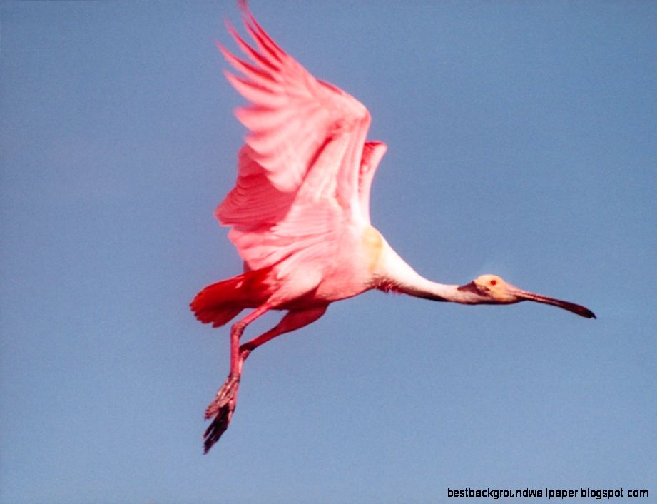 Roseate Spoonbill Bird wallpaper 1024x768 14119 Roseate Spoonbill Bird wallpaper 1024x768 14119