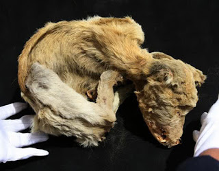 Mummi Anjing Berusia 4000 thn