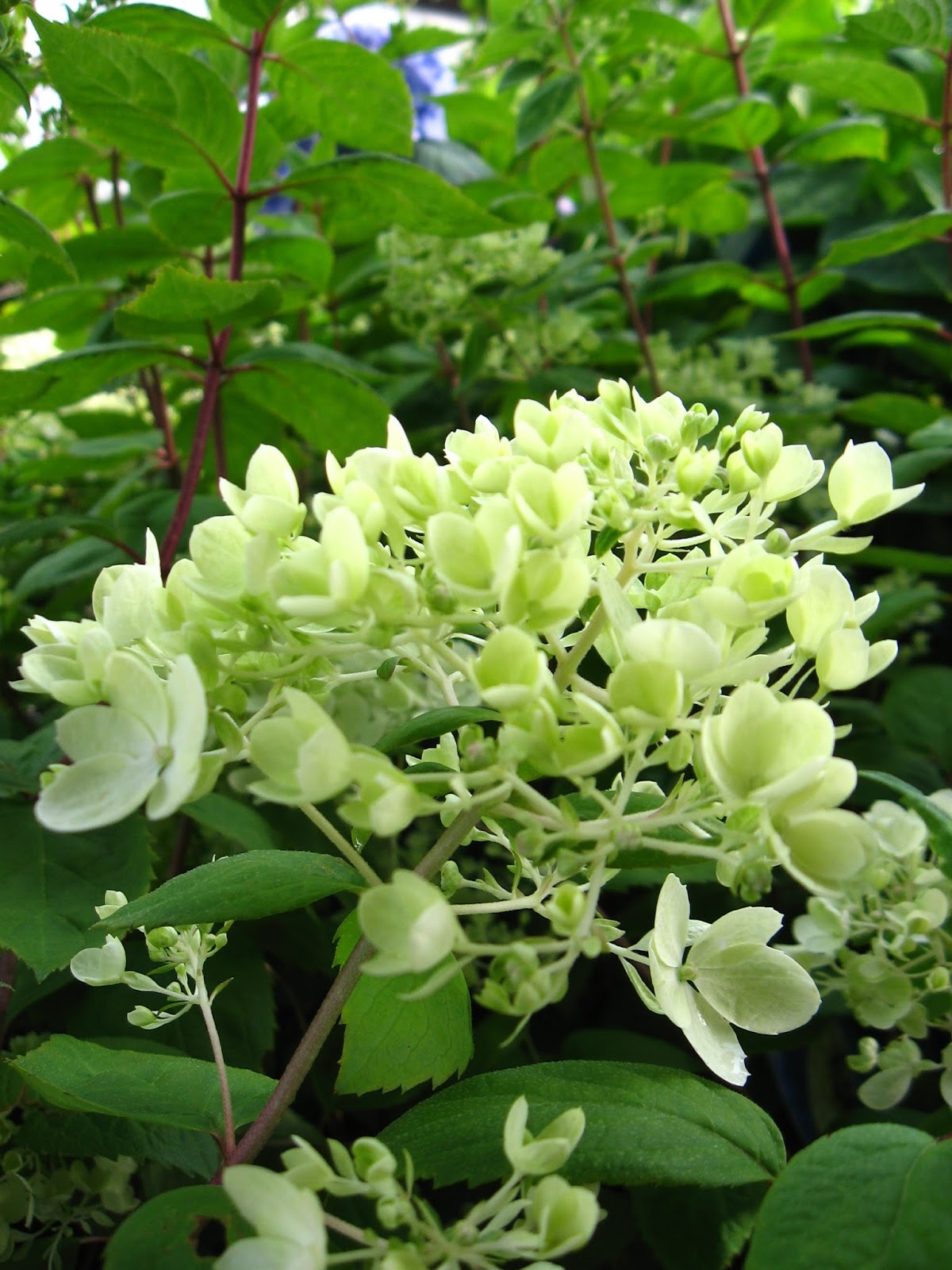 Vander Giessen Nursery Hydrangeas When to Prune and How to Change Their Color