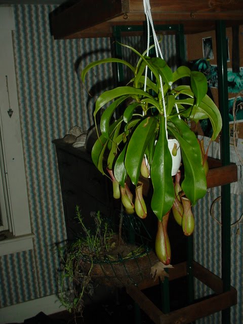 Nepenthes alata with Heliotropium curvassicum