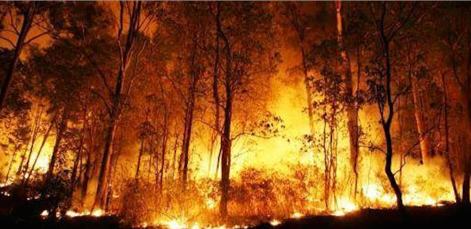 Flame Of The Forest Tree Latin Name Delonix Regia Stock Photo