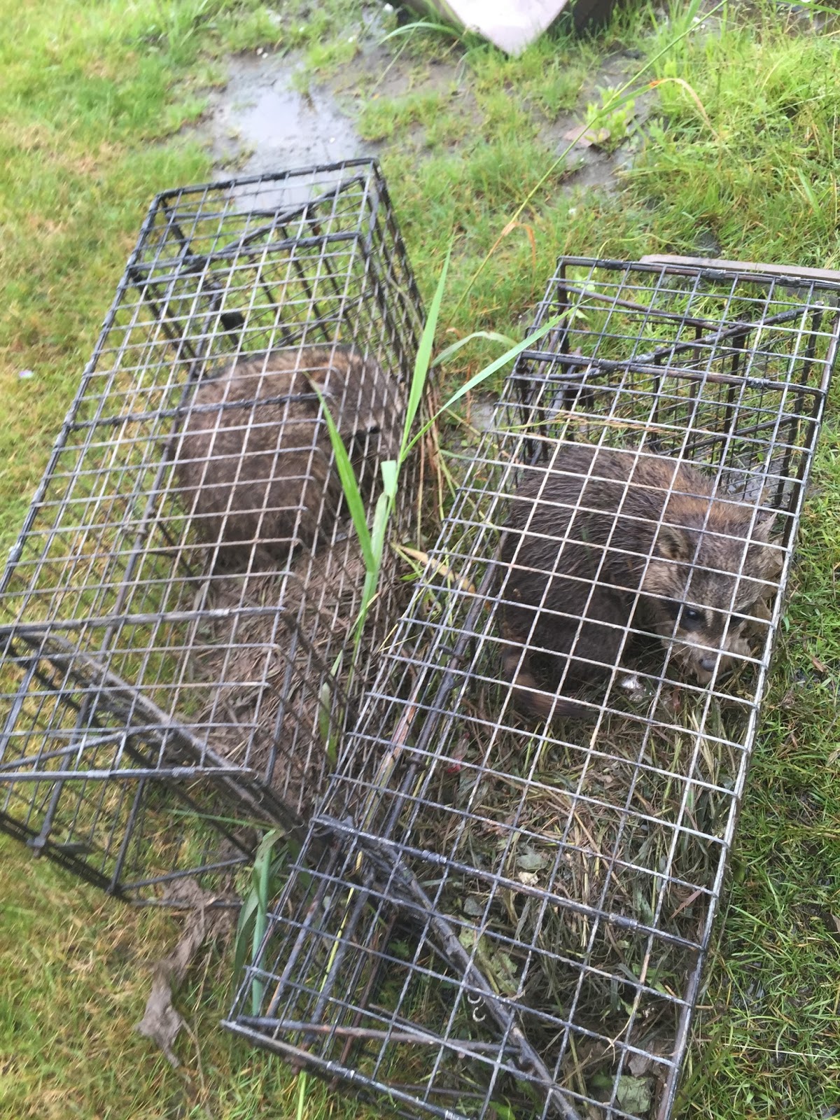 Comstock Cage Traps, In Action on the Line July 2015