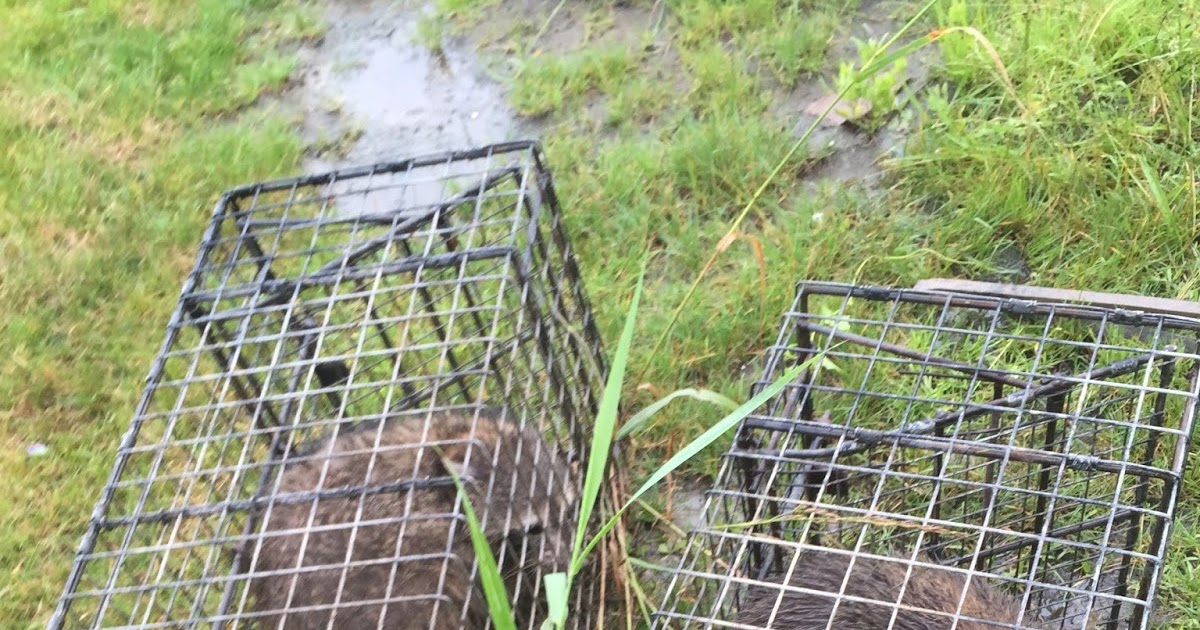 Comstock Cage Traps, In Action on the Line Large Comstock Cages for Coon