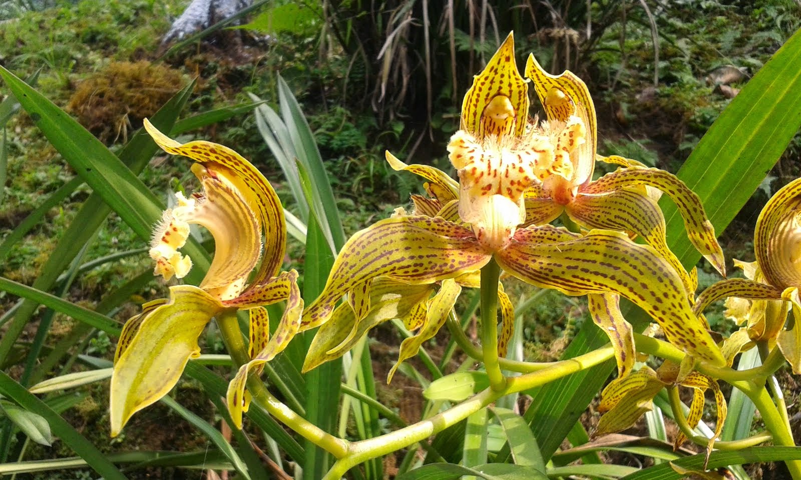 Amazing charm of Green Orchid