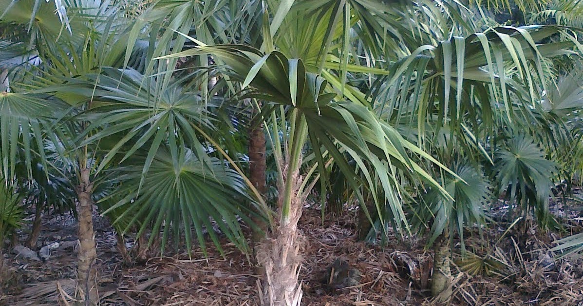 Tampa Bay Landscaper Wholesale Florida Native Palm Trees